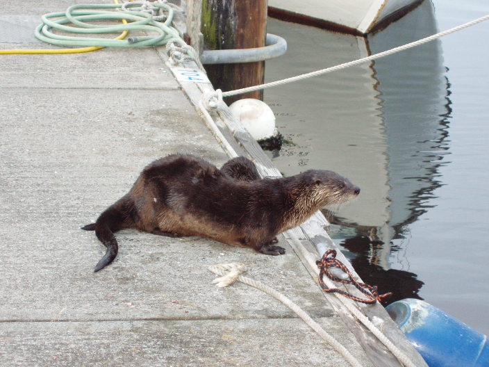 otter