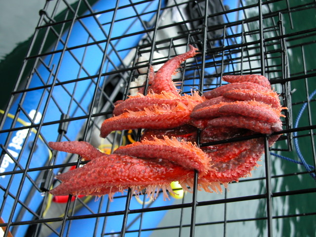 starfish
