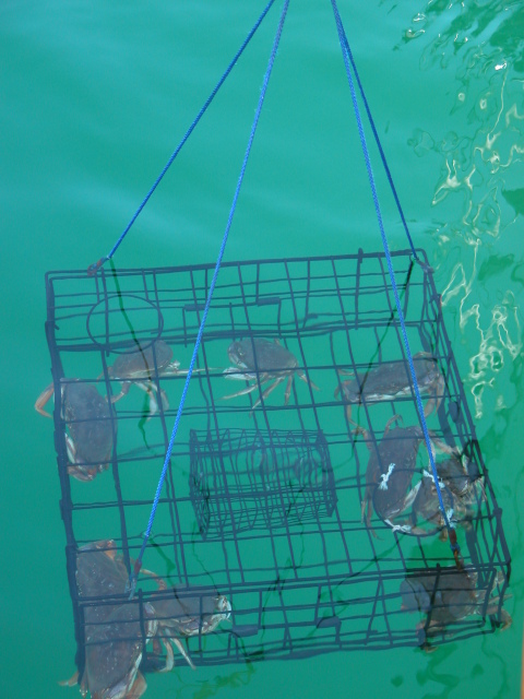 crabs
